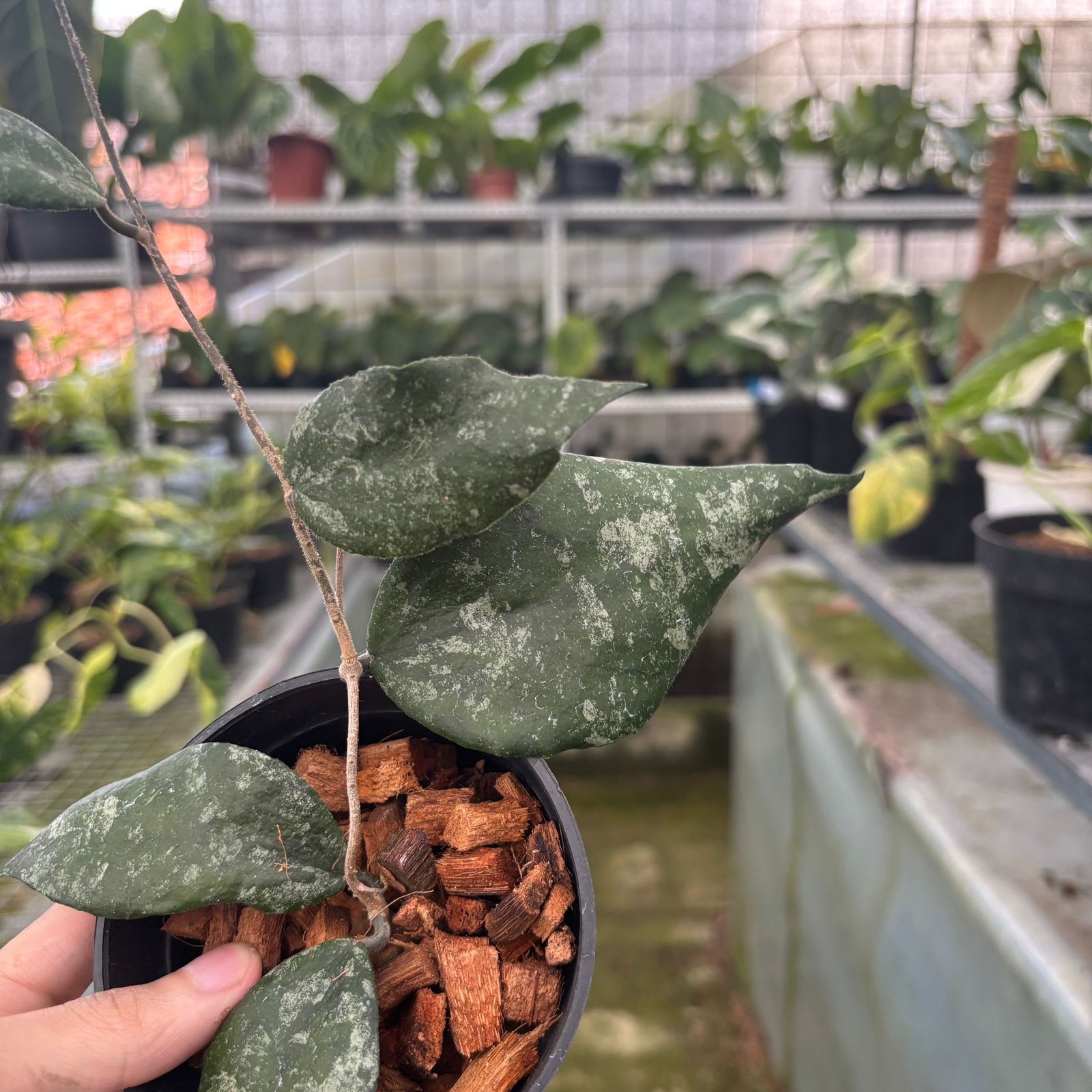 RP68-9 Hoya Caudata Splash