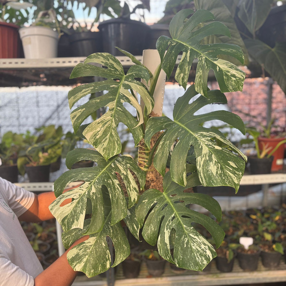 RP74-9 Monstera Albo Variegated Lush