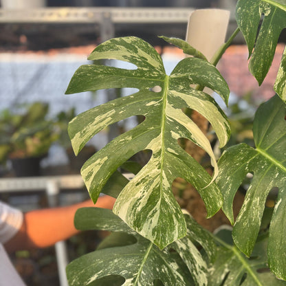 Monstera Albo Variegated Lush