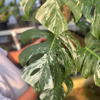 Monstera Albo Variegated Lush