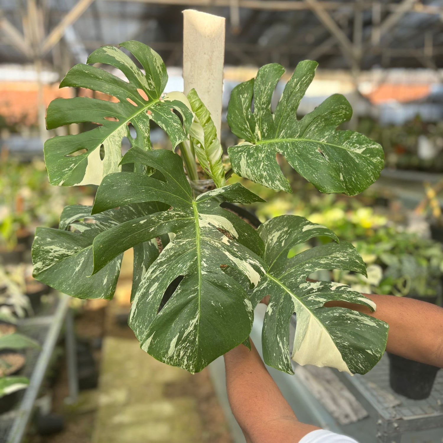 RP75-9 Monstera Albo Variegated Lush