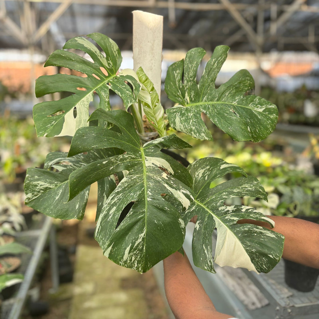 RP75-9 Monstera Albo Variegated Lush
