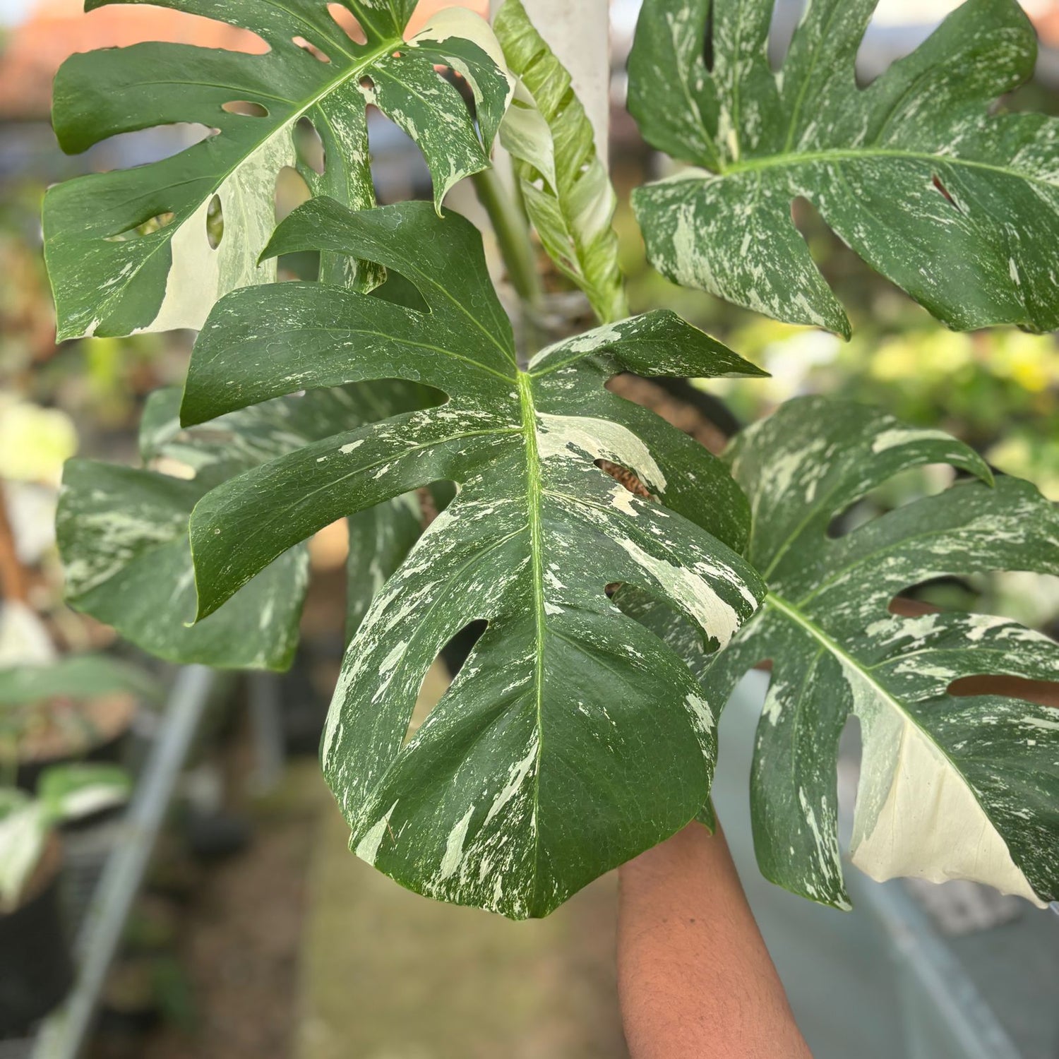 RP75-9 Monstera Albo Variegated Lush