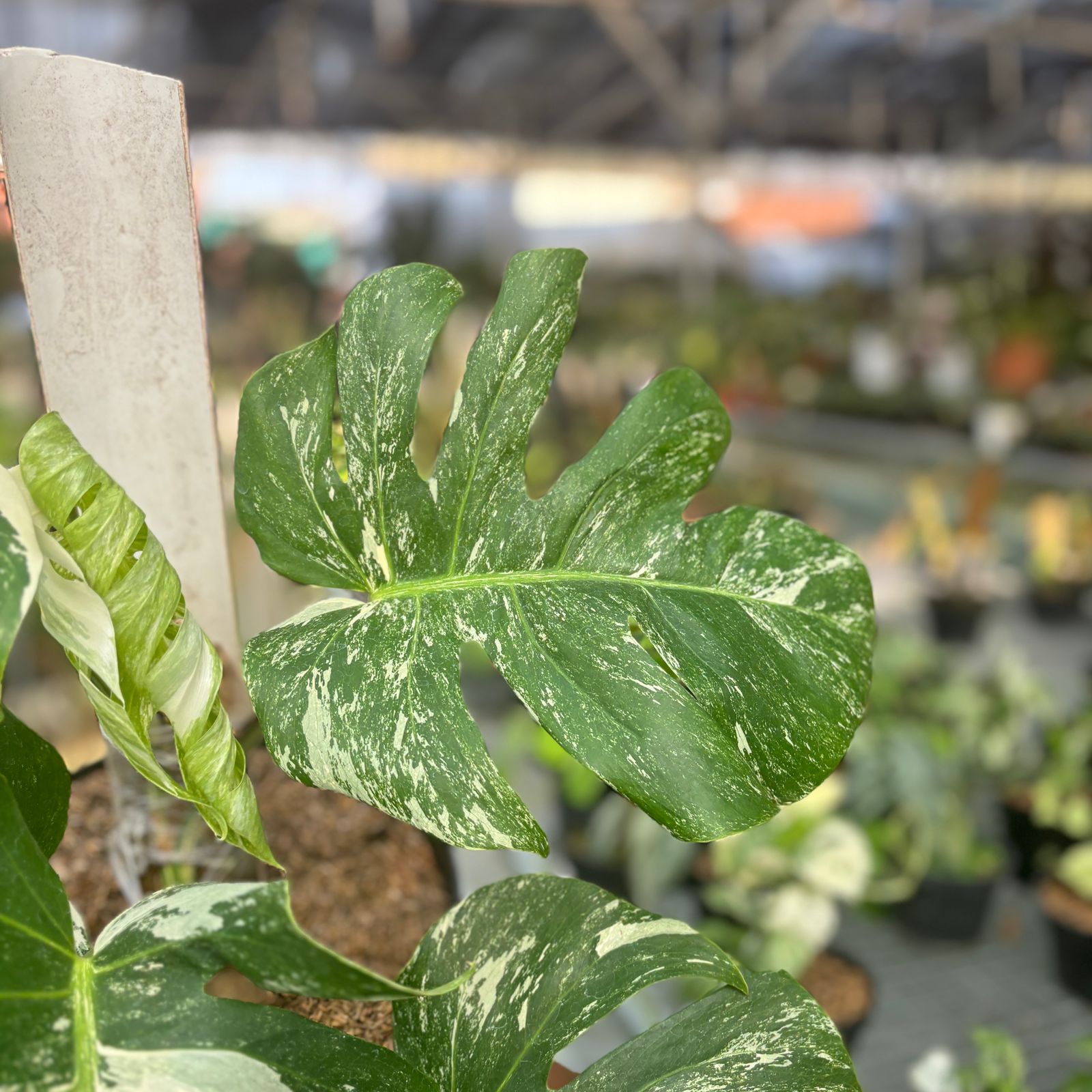 RP75-9 Monstera Albo Variegated Lush