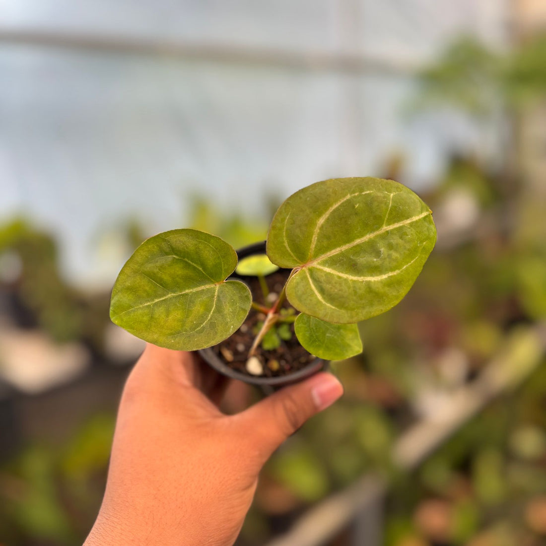 RP80-9 Anthurium Papillilaminum Pink Variegated x Twilight Armor