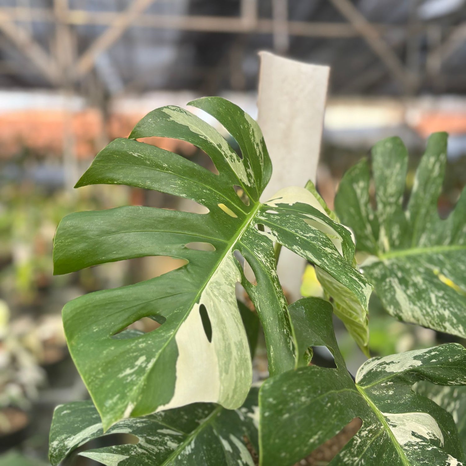 RP75-9 Monstera Albo Variegated Lush