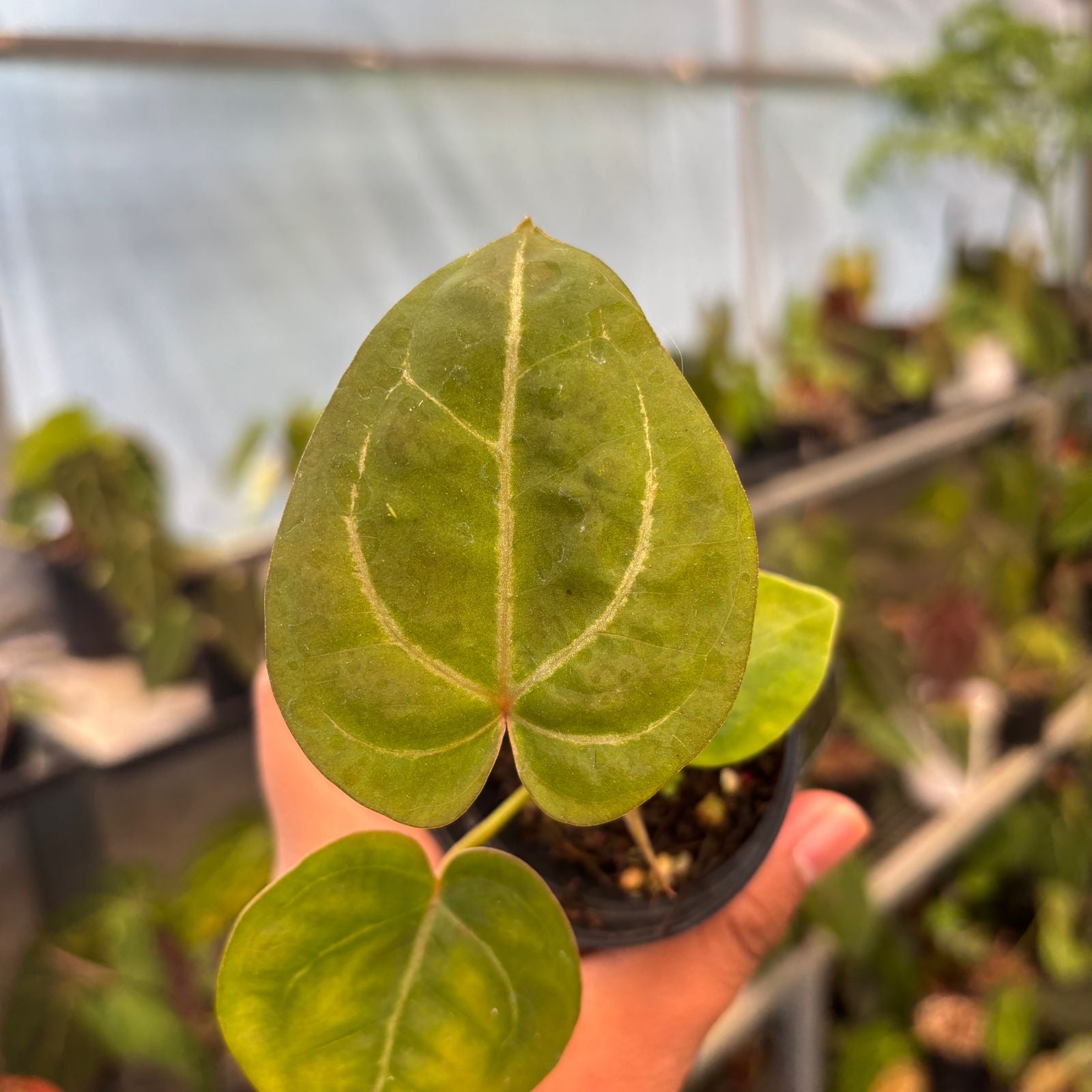 RP80-9 Anthurium Papillilaminum Pink Variegated x Twilight Armor