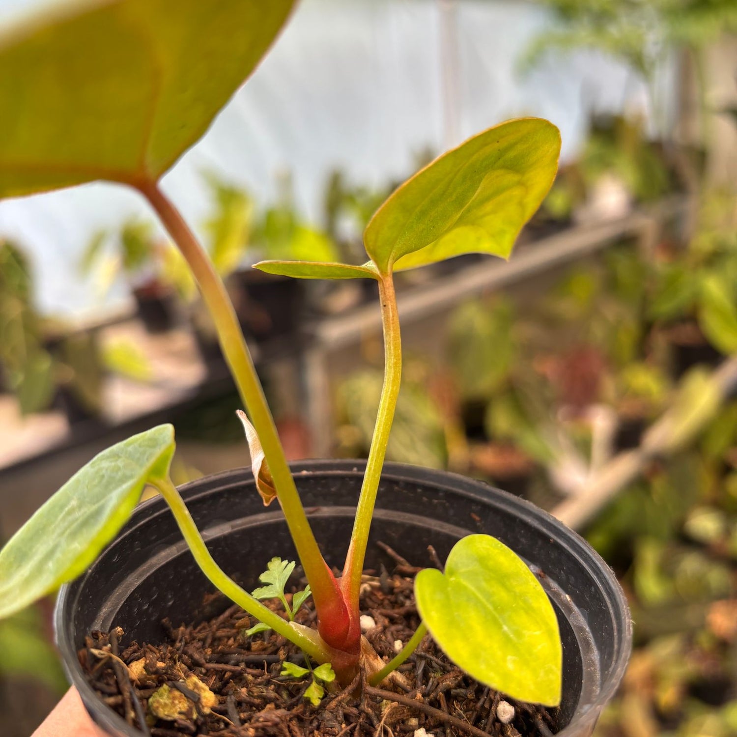 RP80-9 Anthurium Papillilaminum Pink Variegated x Twilight Armor
