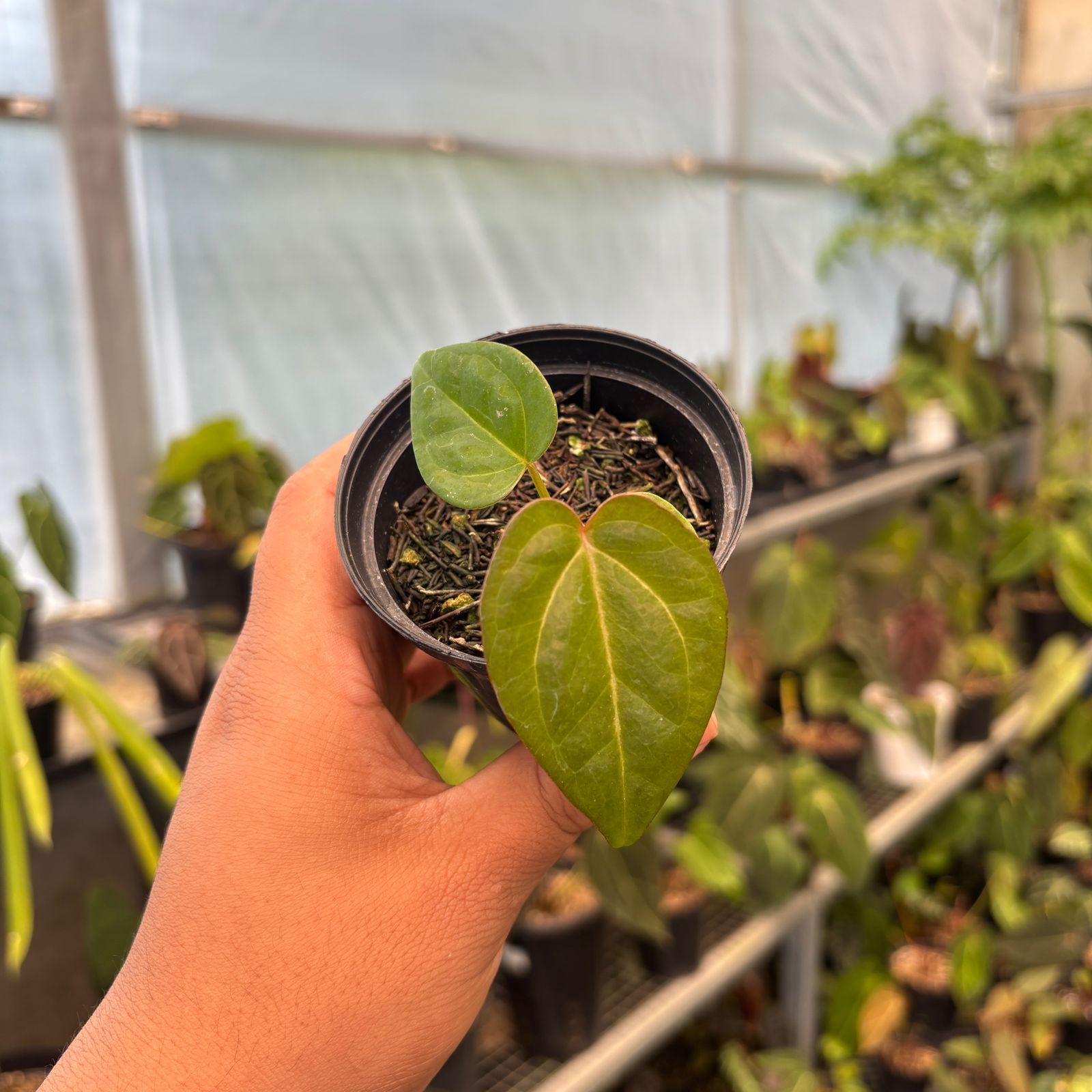 RP81-9 Anthurium Papillilaminum Pink Variegated x Black Muscle