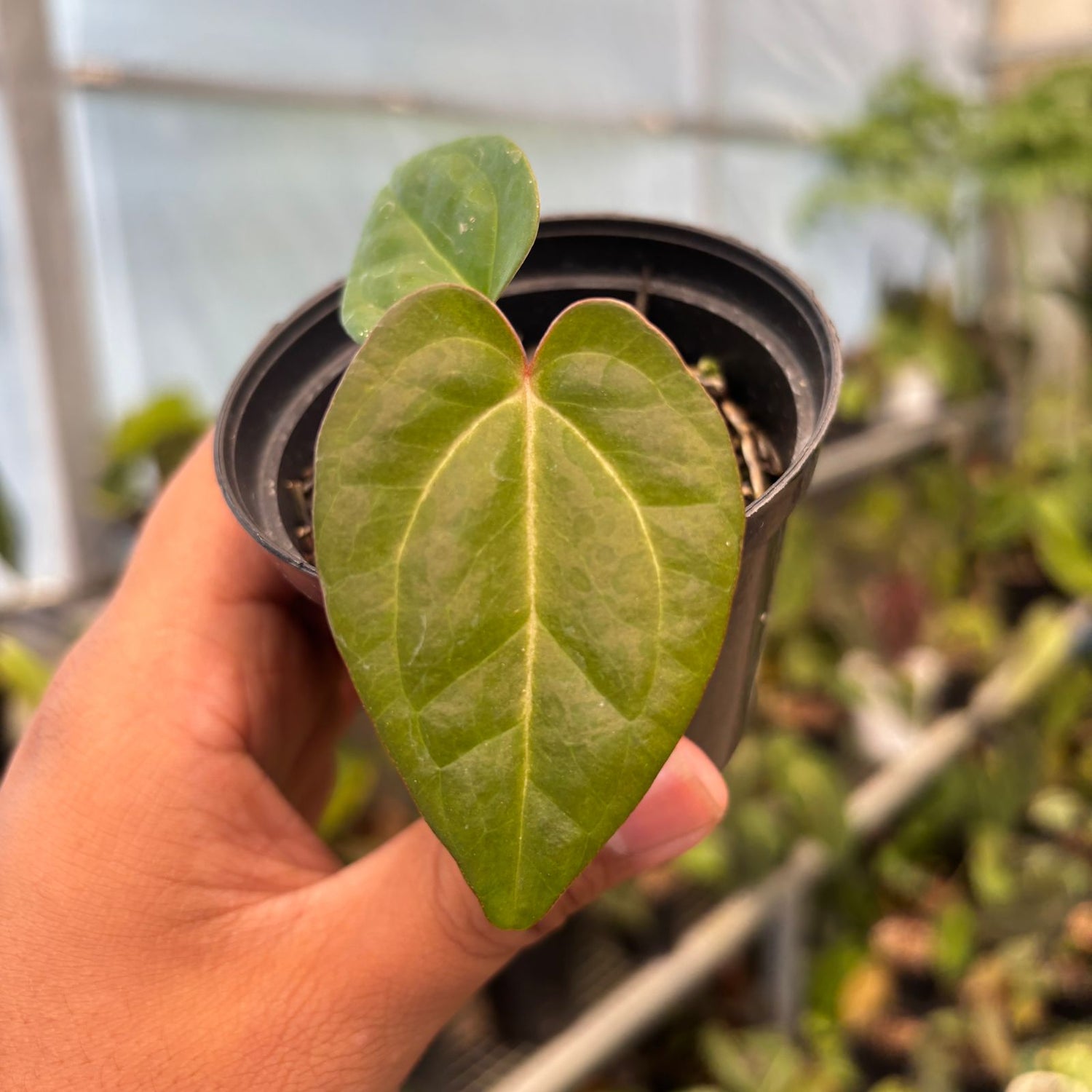 RP81-9 Anthurium Papillilaminum Pink Variegated x Black Muscle