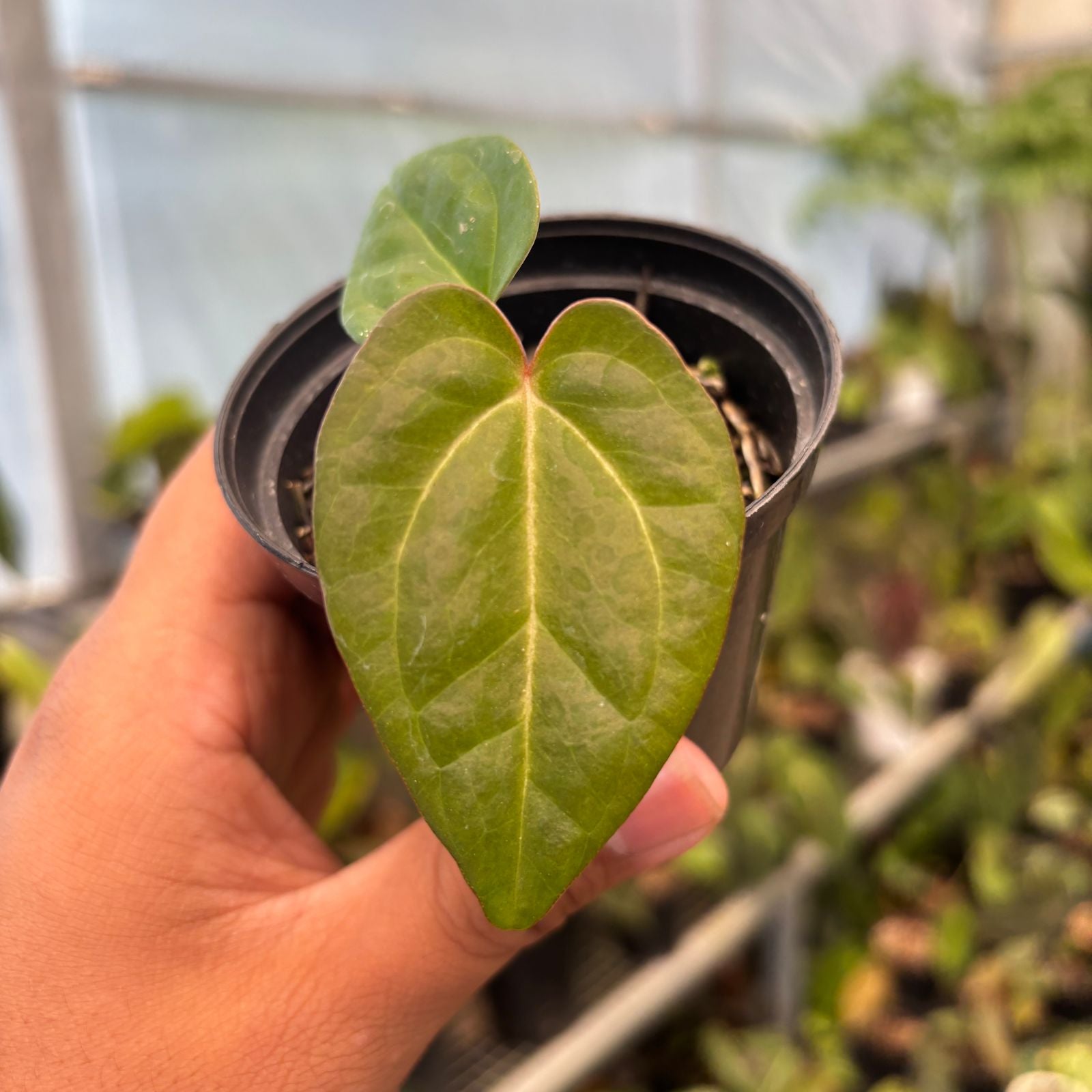RP81-9 Anthurium Papillilaminum Pink Variegated x Black Muscle