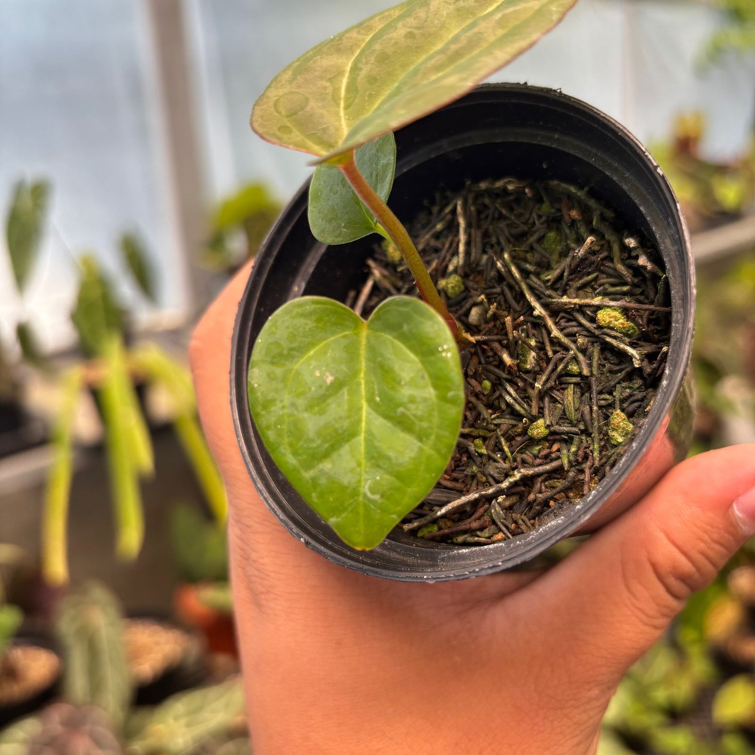 RP81-9 Anthurium Papillilaminum Pink Variegated x Black Muscle