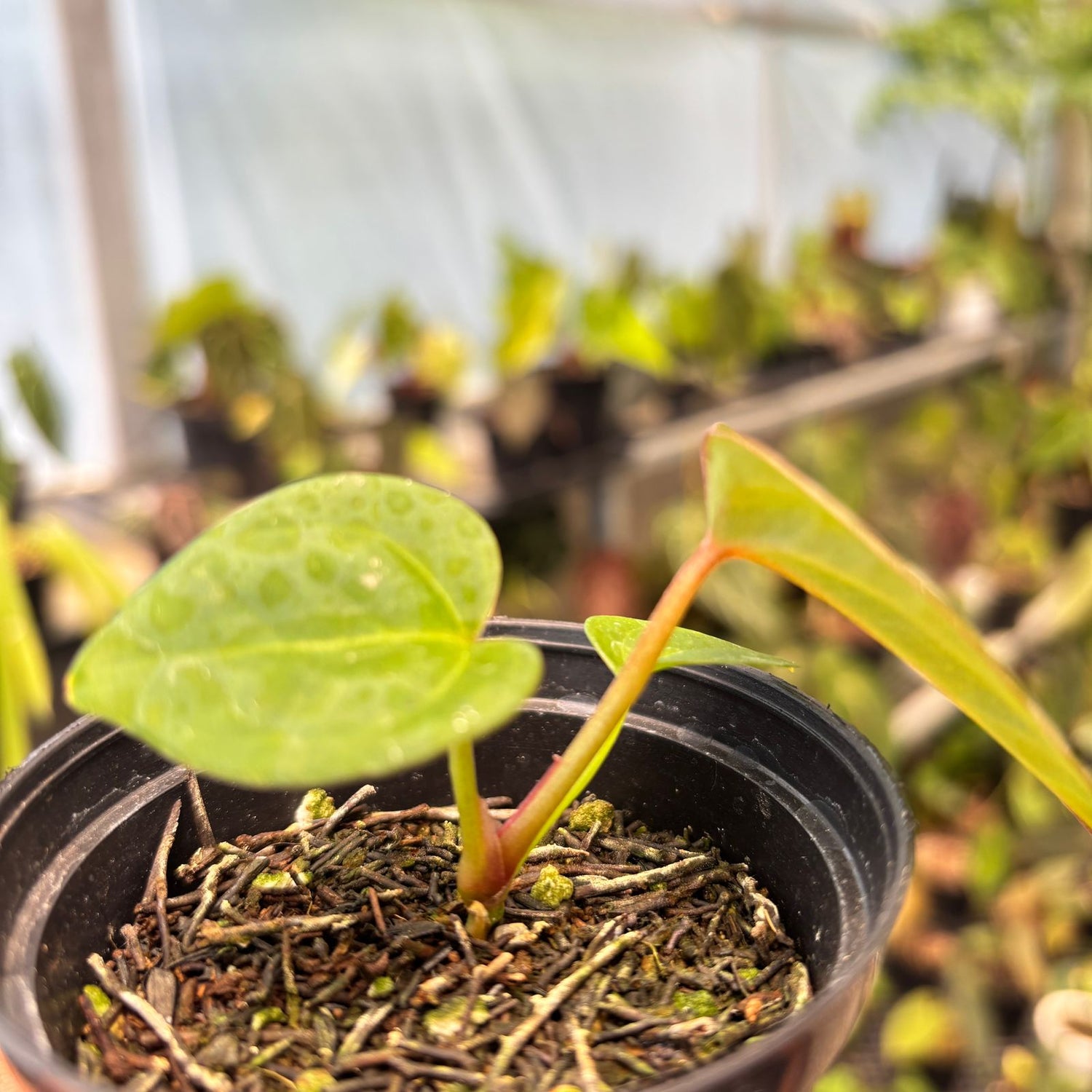 RP81-9 Anthurium Papillilaminum Pink Variegated x Black Muscle