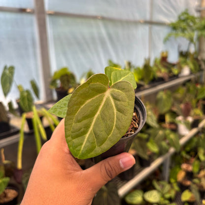 Anthurium Papillilaminum Pink Variegated x Black Muscle