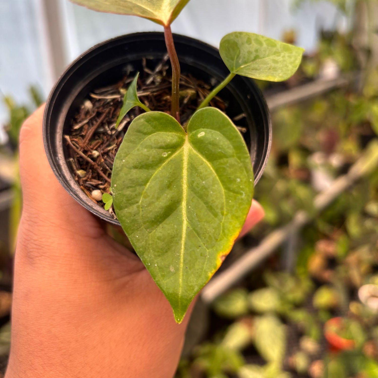 RP82-9 Anthurium Papillilaminum Pink Variegated x Black Muscle