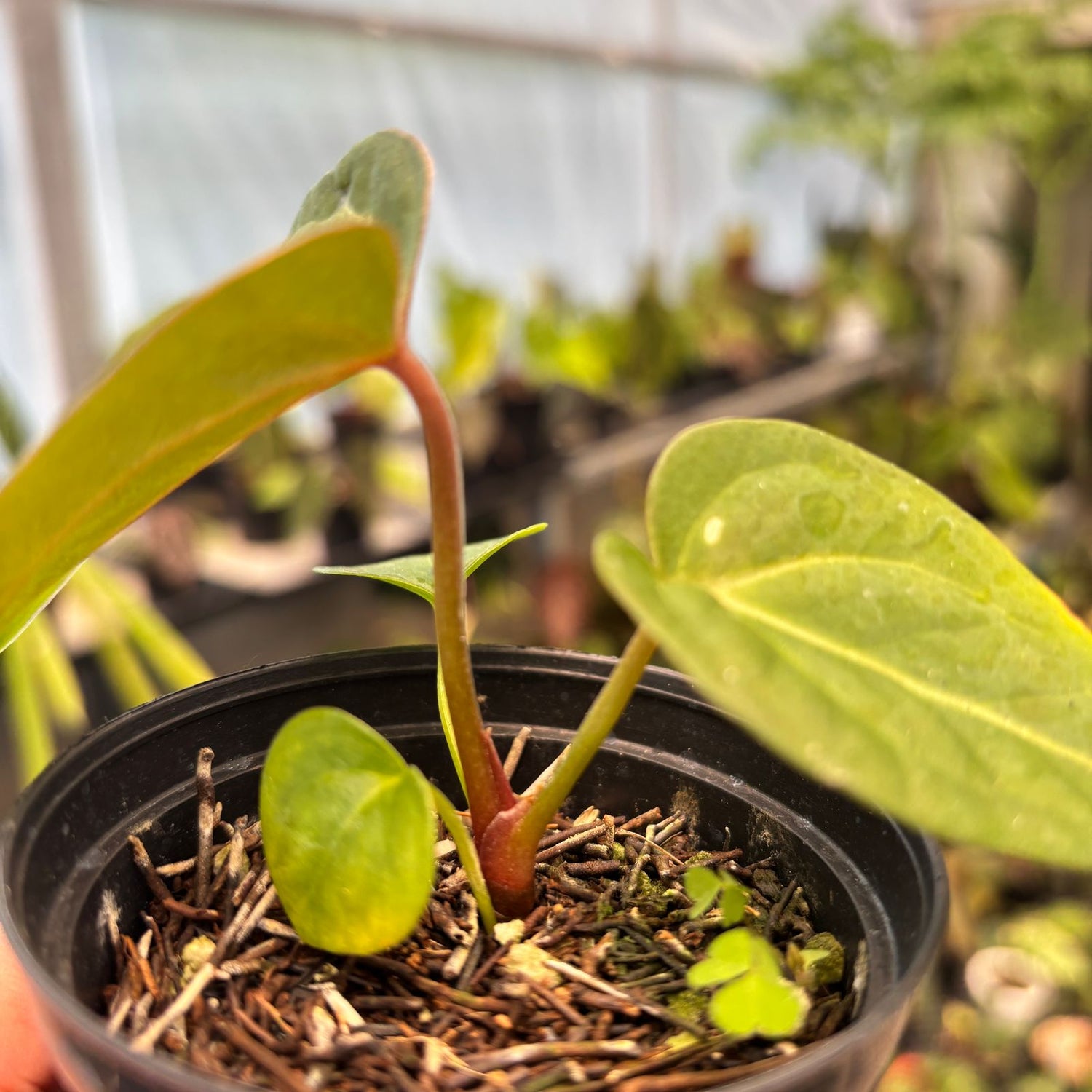 anthurium for muscle aches Anthurium Papillilaminum Pink Variegated x Black Muscle