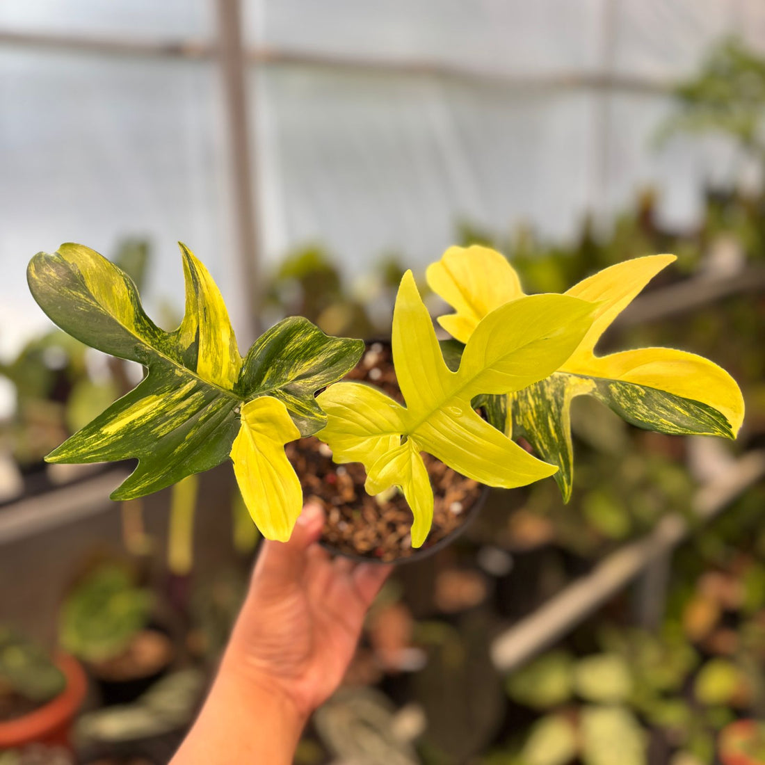 RP83-9 Philodendron Pedatum Variegated