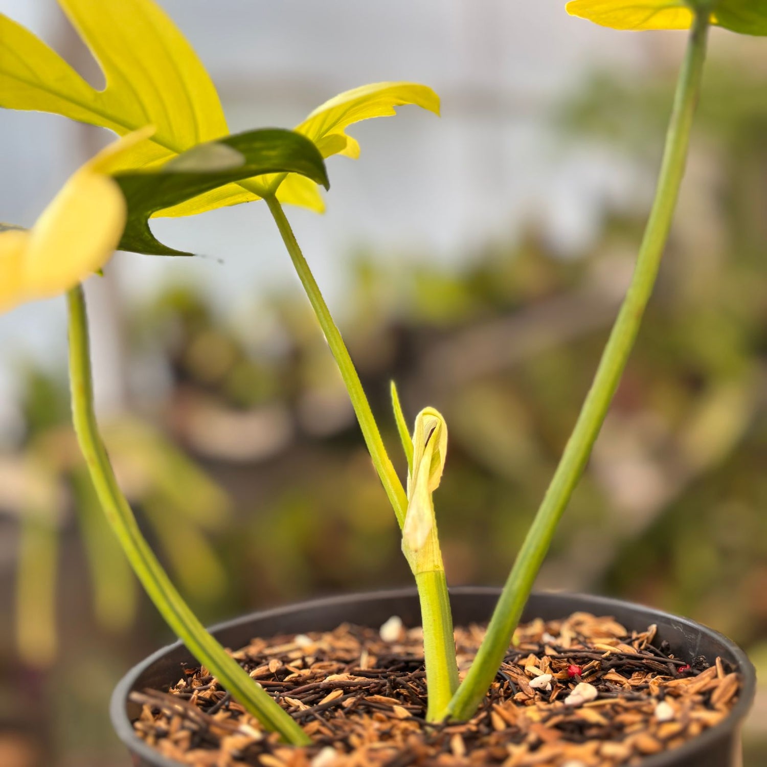 RP83-9 Philodendron Pedatum Variegated