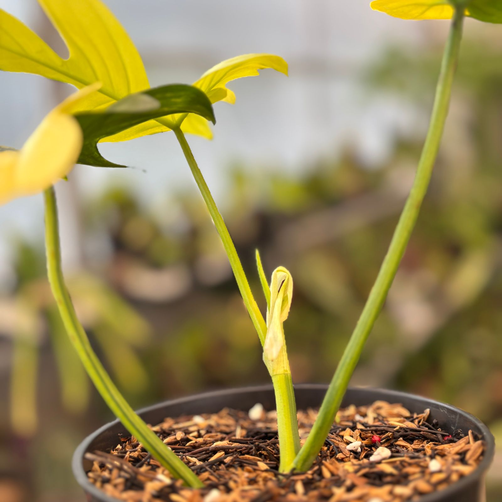 RP83-9 Philodendron Pedatum Variegated