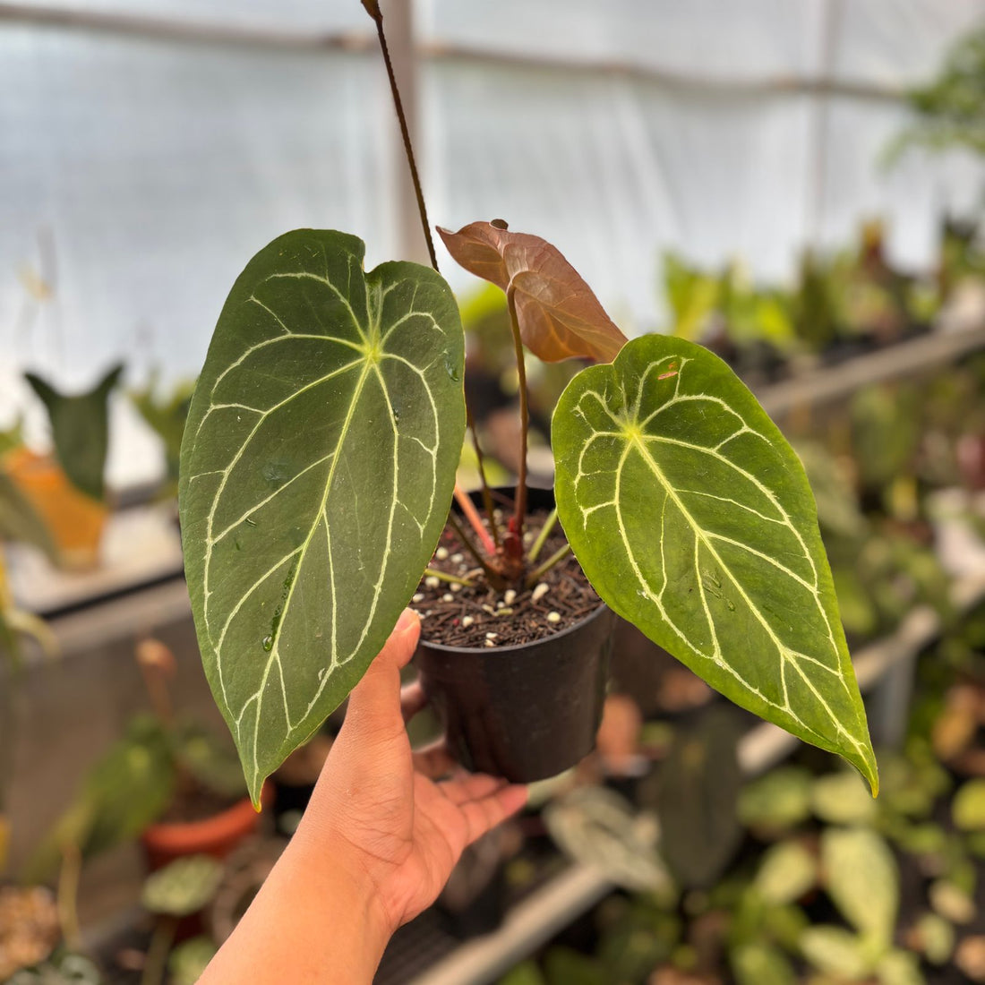 RP84-9 Anthurium Forgetii Hybrid