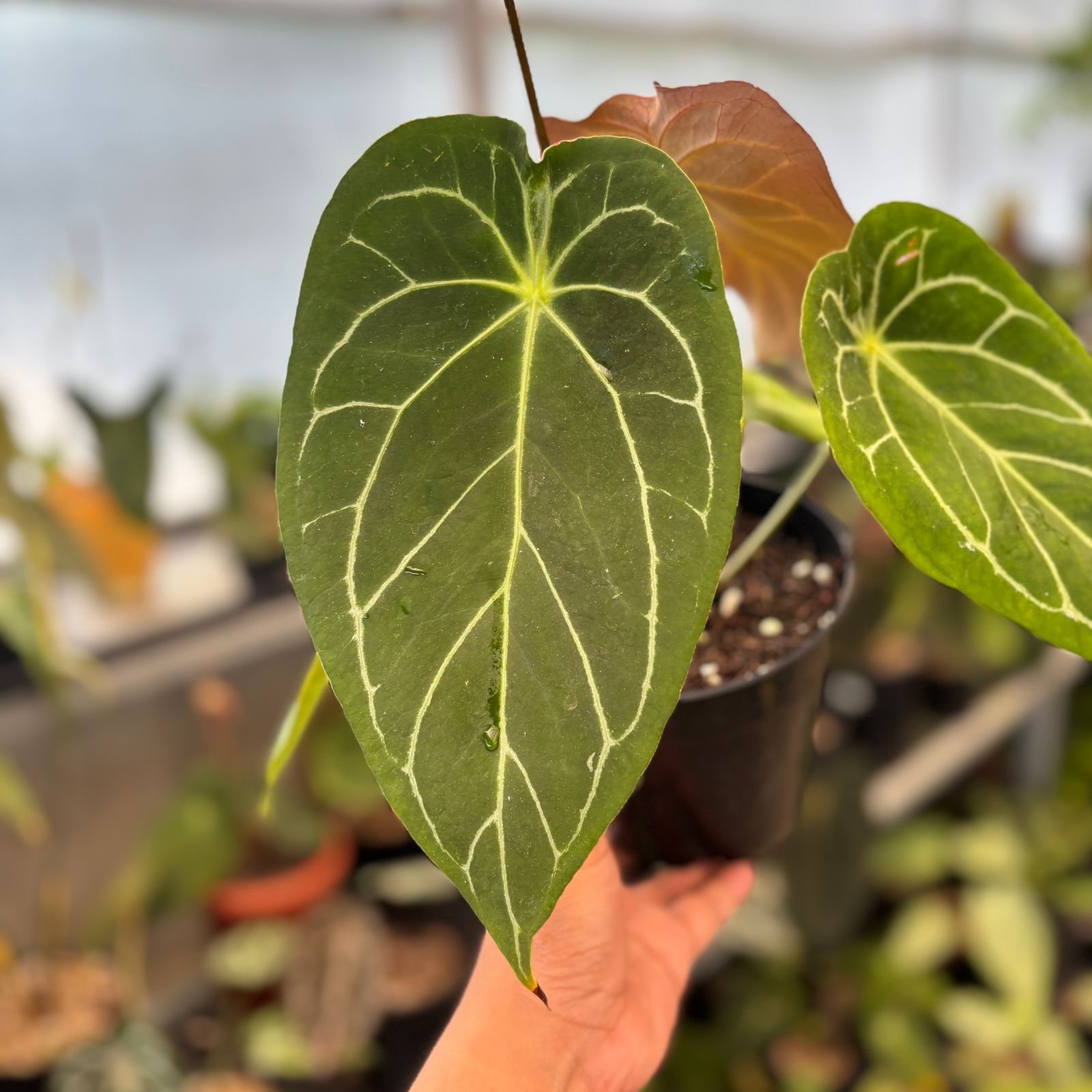 RP84-9 Anthurium Forgetii Hybrid
