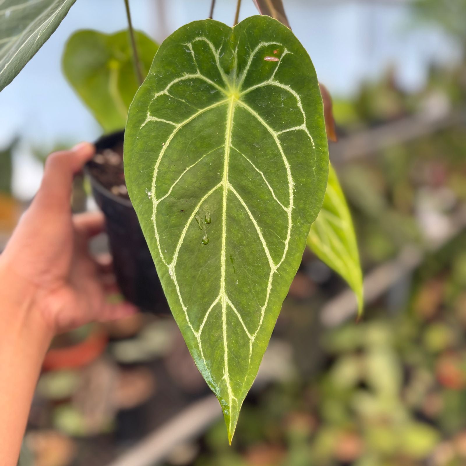 RP84-9 Anthurium Forgetii Hybrid