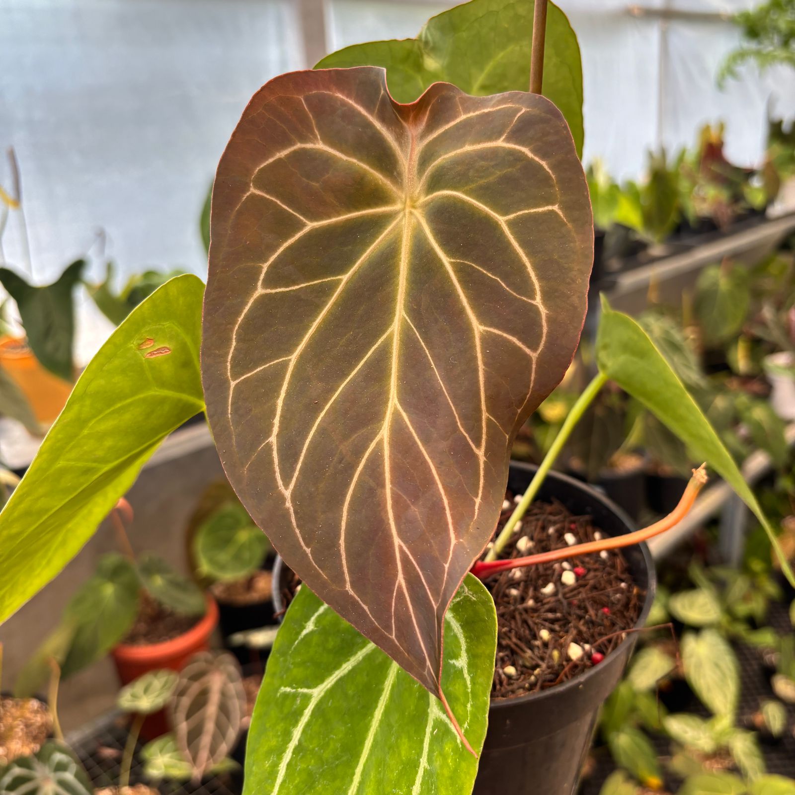 RP84-9 Anthurium Forgetii Hybrid