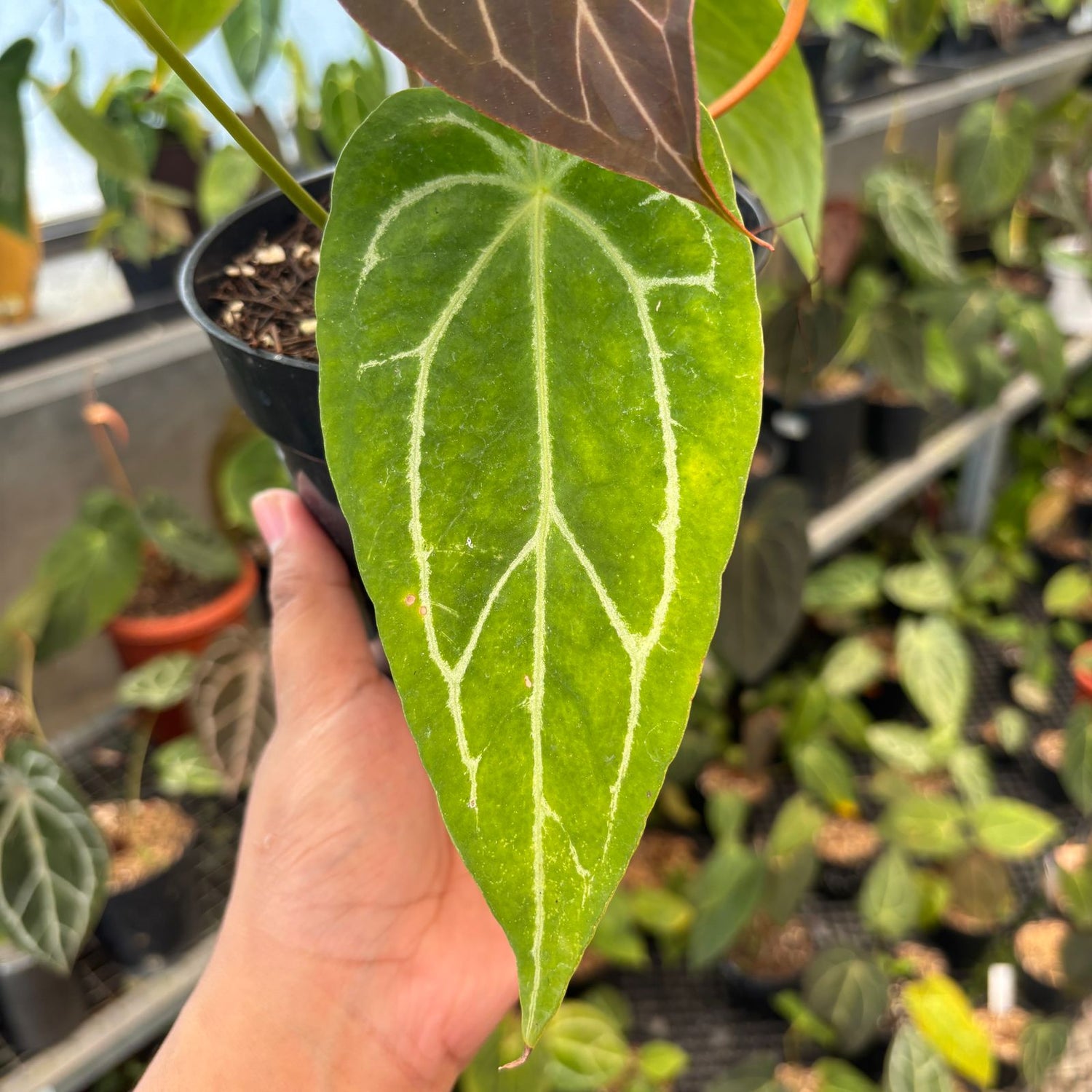 RP84-9 Anthurium Forgetii Hybrid