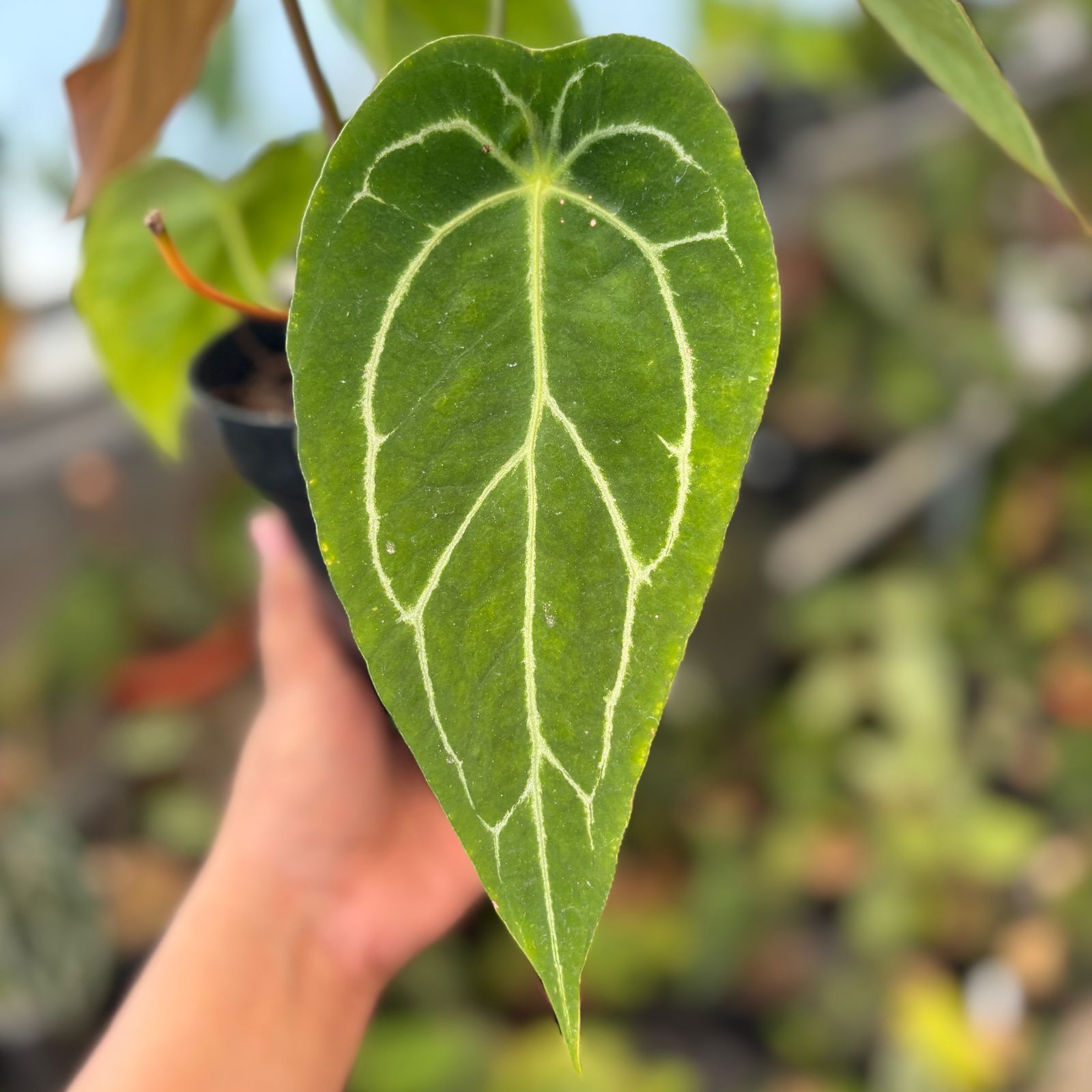 RP84-9 Anthurium Forgetii Hybrid