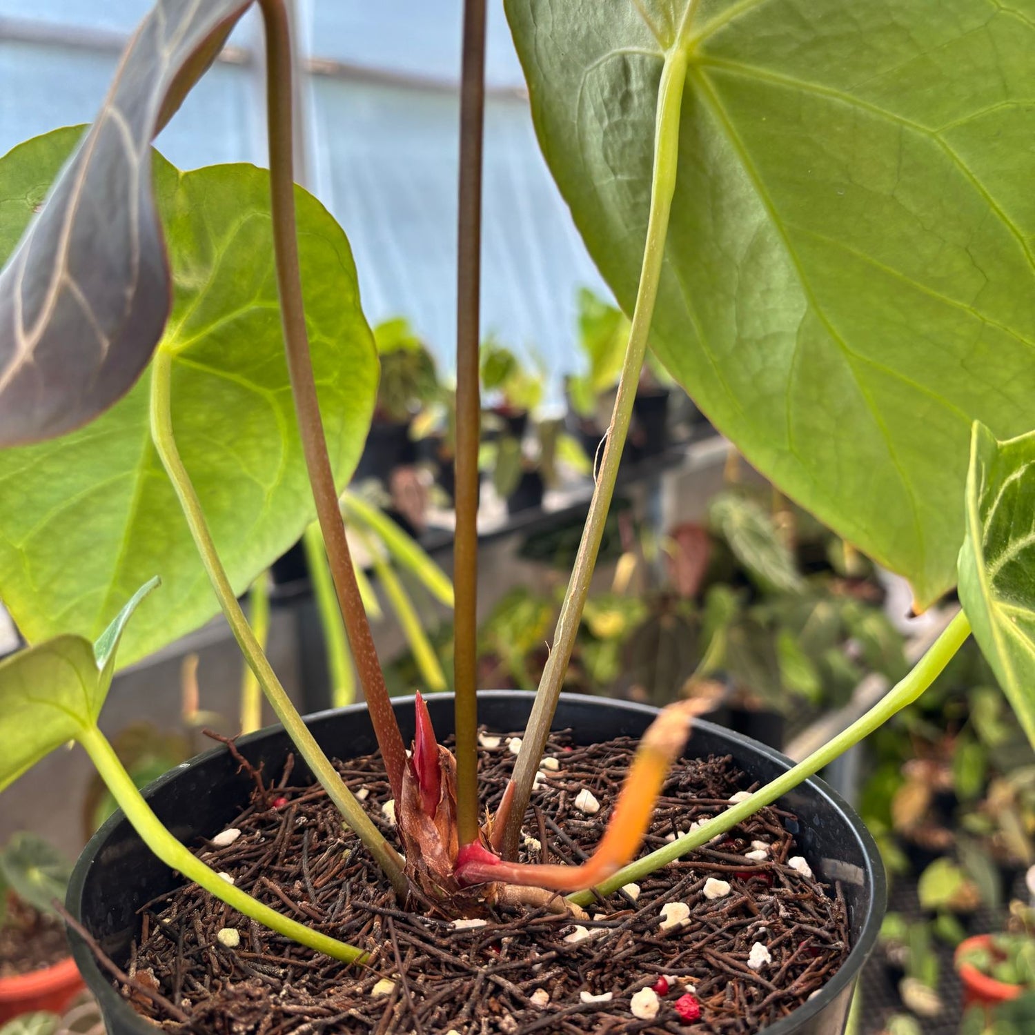RP84-9 Anthurium Forgetii Hybrid