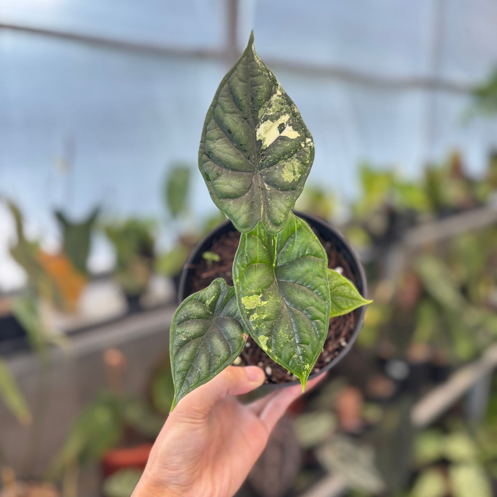 RP89-9 Alocasia Dragon Scale Variegated