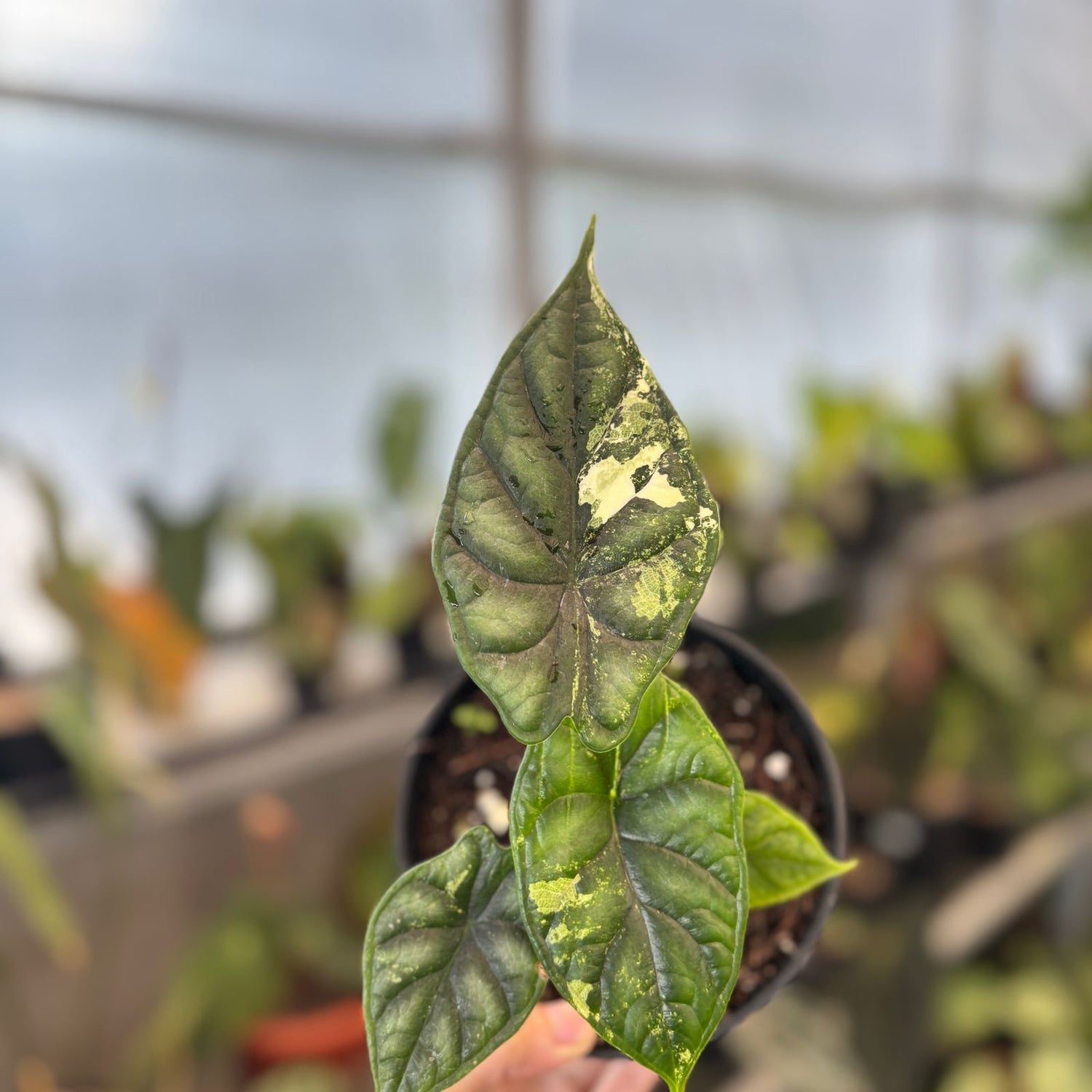 RP89-9 Alocasia Dragon Scale Variegated