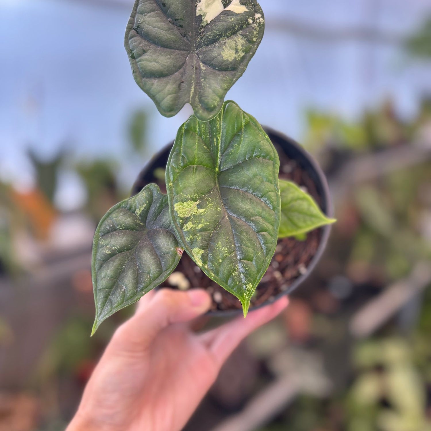 RP89-9 Alocasia Dragon Scale Variegated