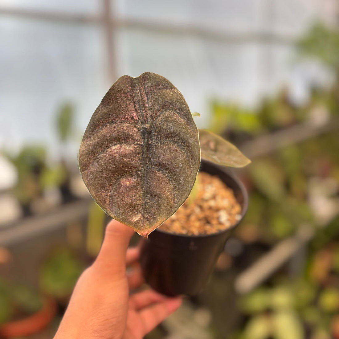 RP85-9 Alocasia Cuprea Pink Mint Variegated