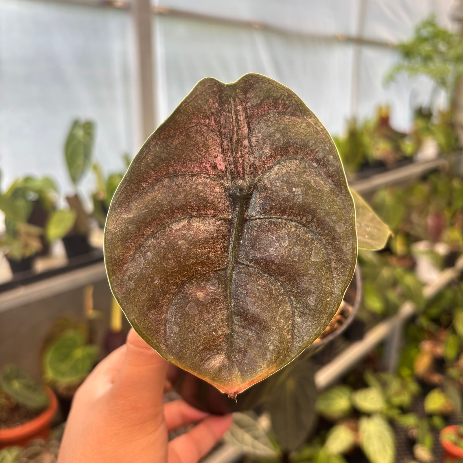 RP85-9 Alocasia Cuprea Pink Mint Variegated