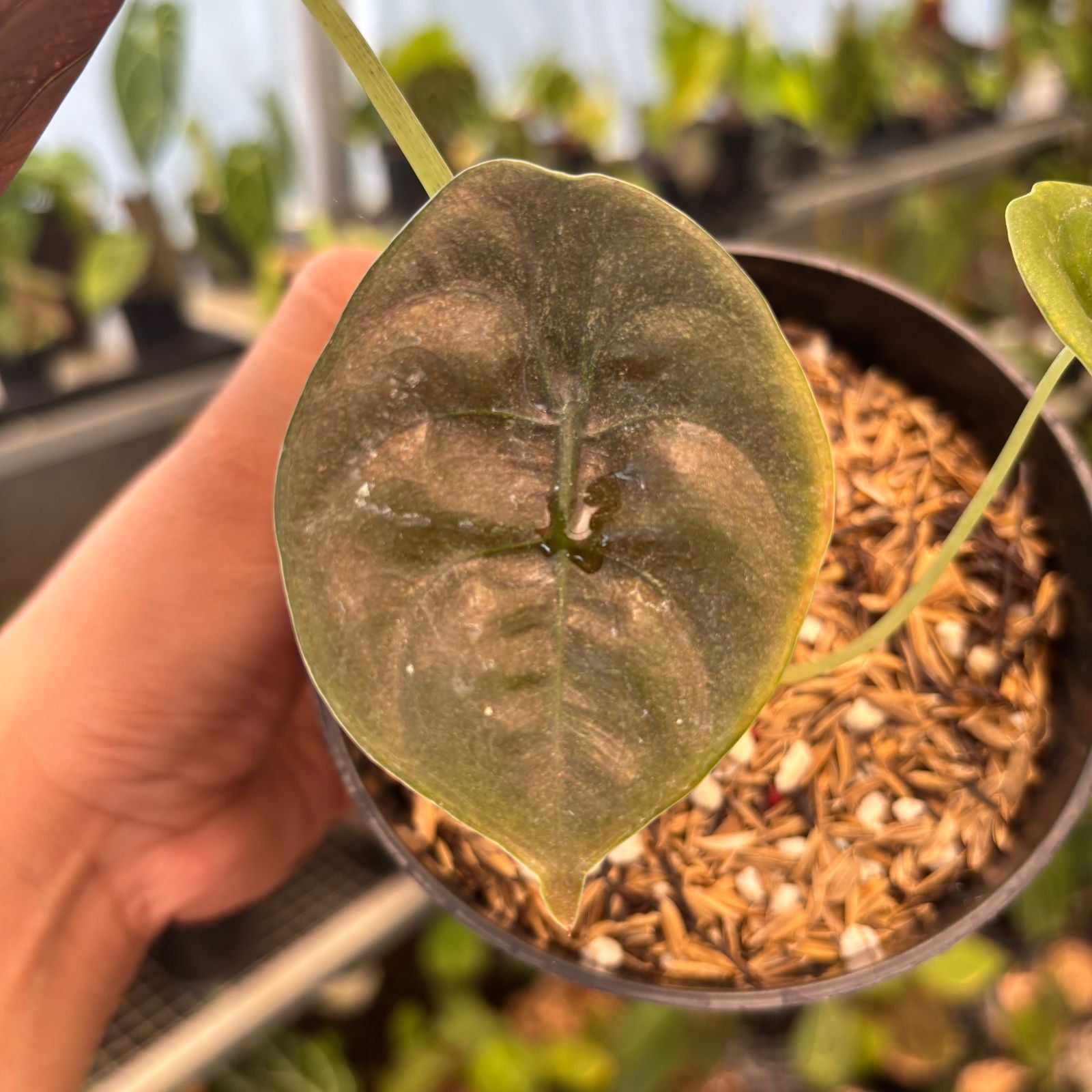 RP85-9 Alocasia Cuprea Pink Mint Variegated