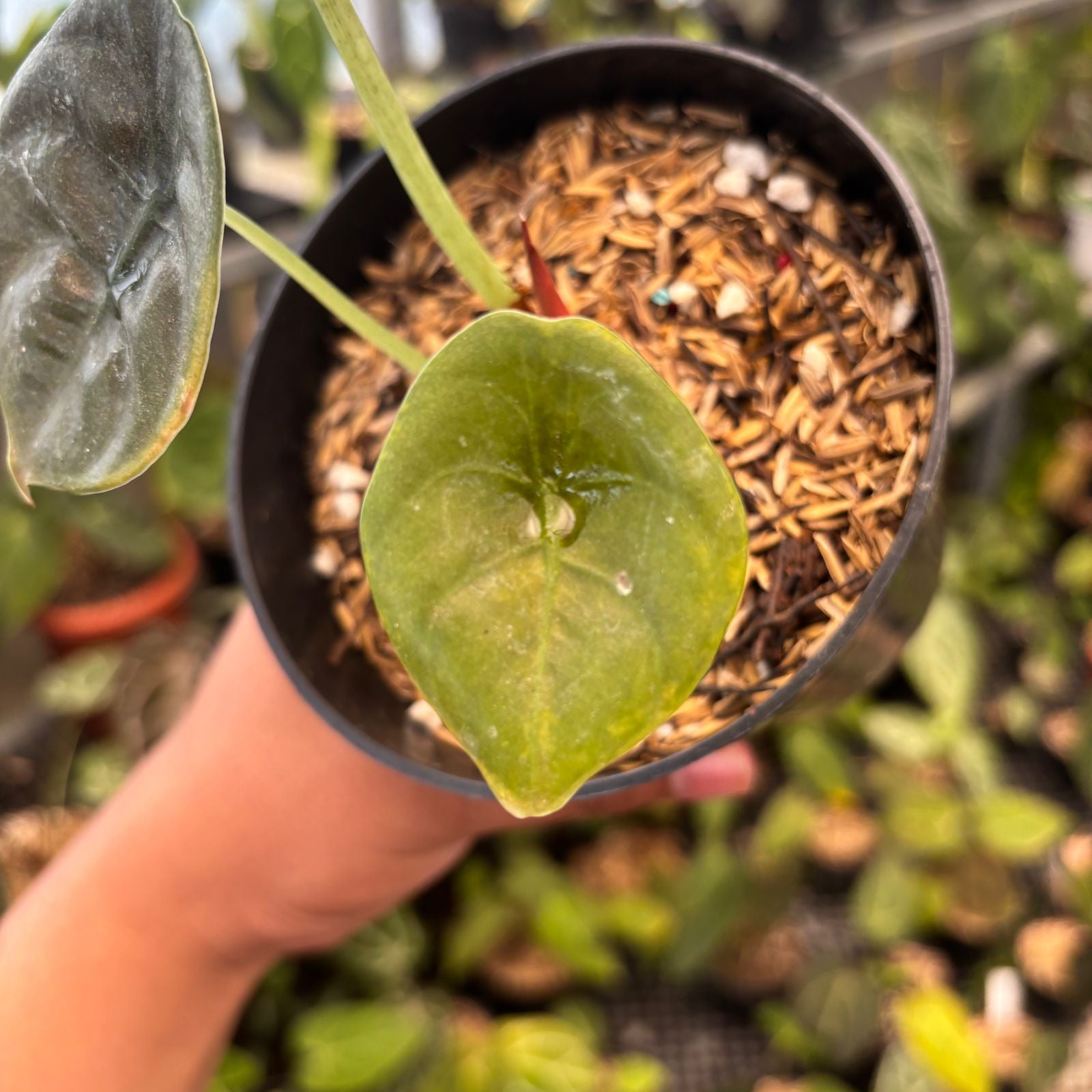 RP85-9 Alocasia Cuprea Pink Mint Variegated