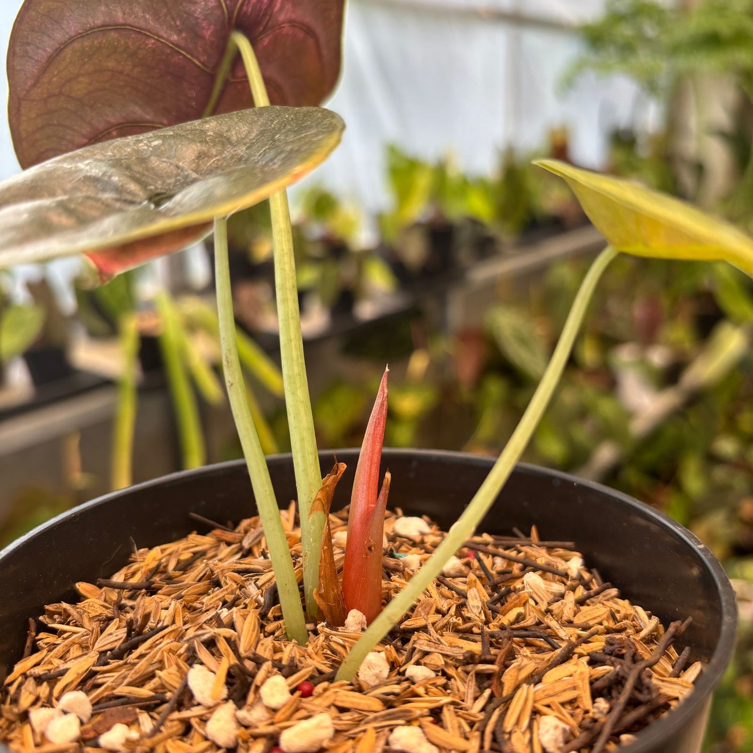 RP85-9 Alocasia Cuprea Pink Mint Variegated
