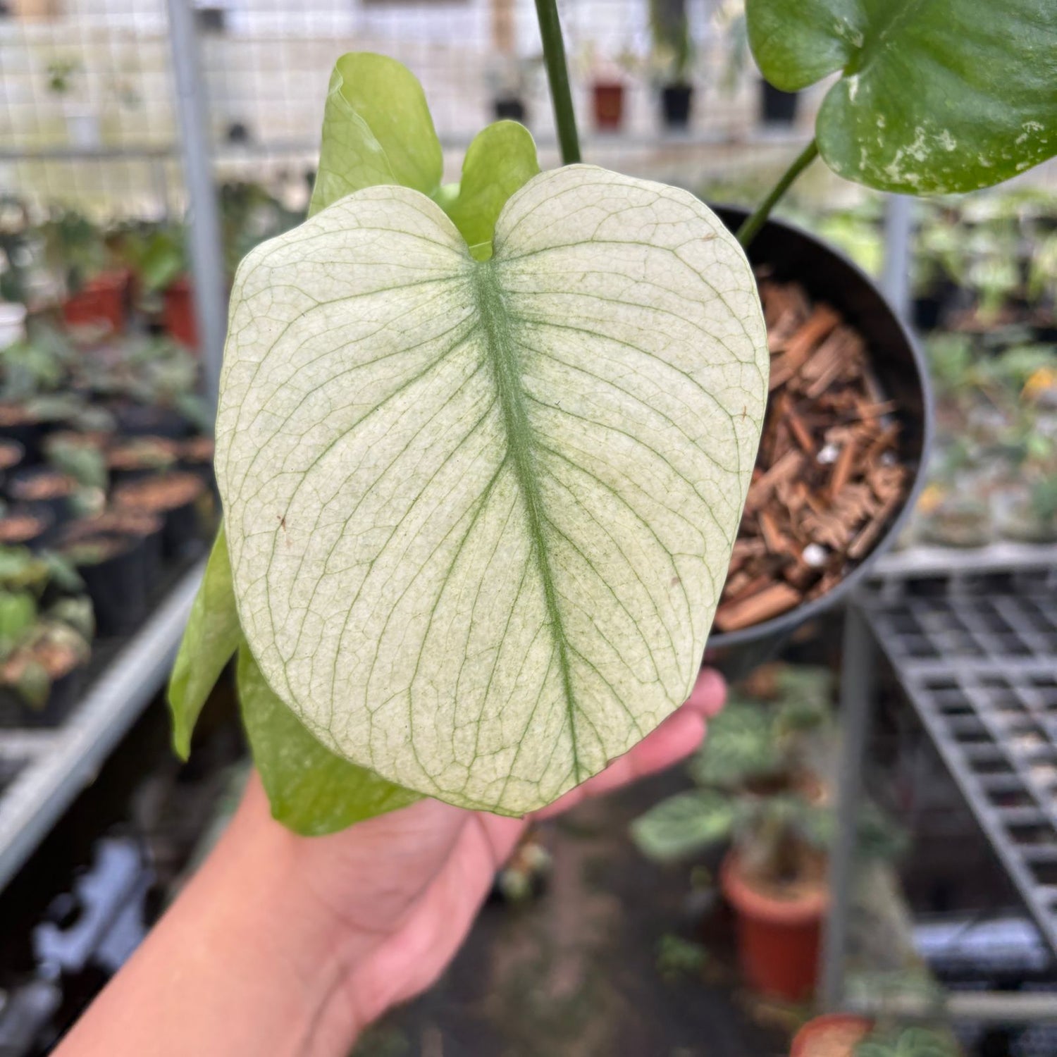 RP110-9 Monstera Silver Star