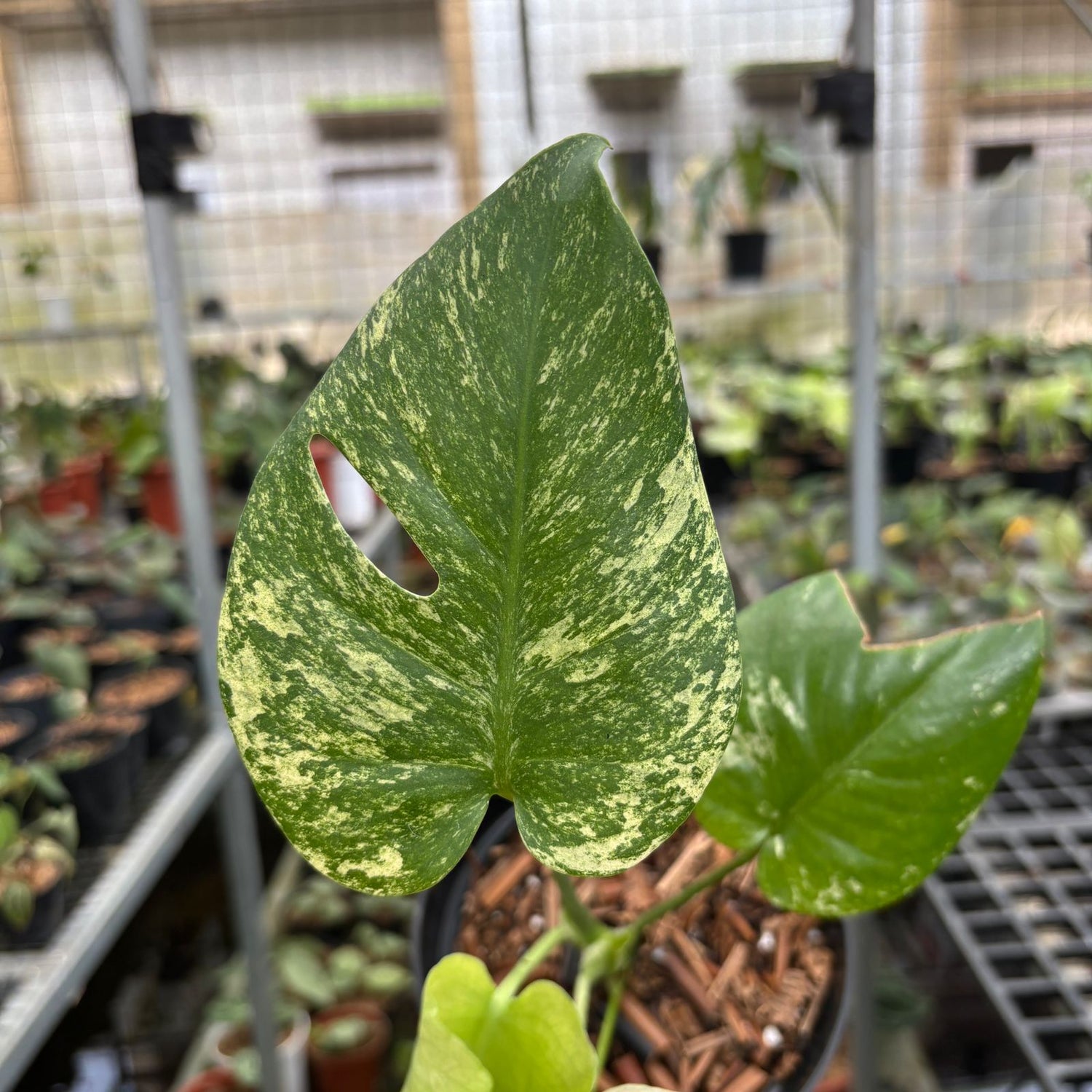 RP110-9 Monstera Silver Star