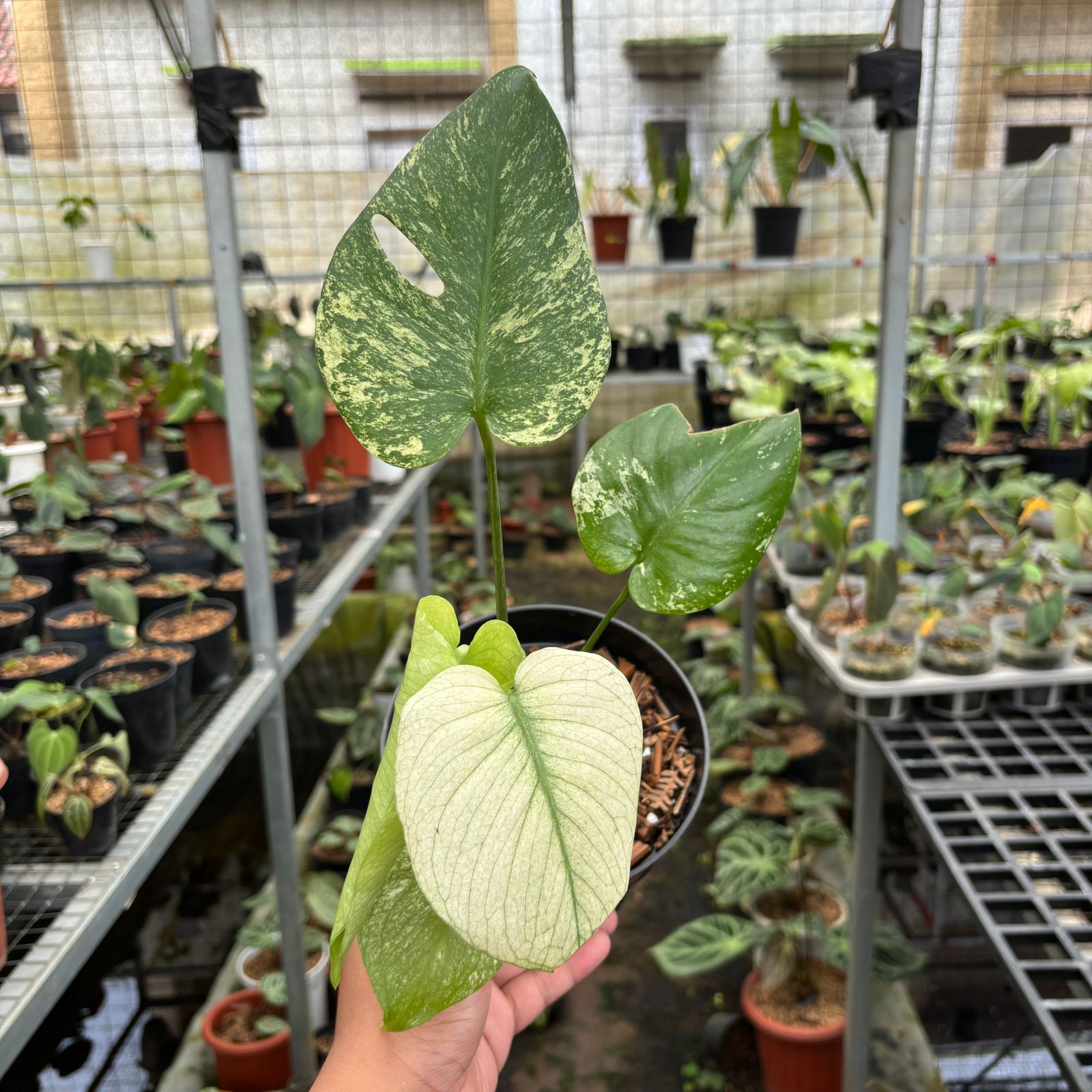 RP110-9 Monstera Silver Star