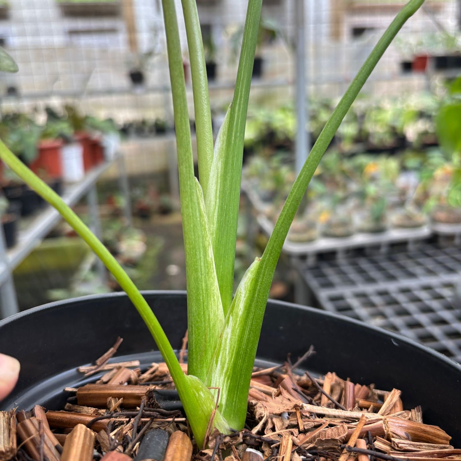 RP110-9 Monstera Silver Star