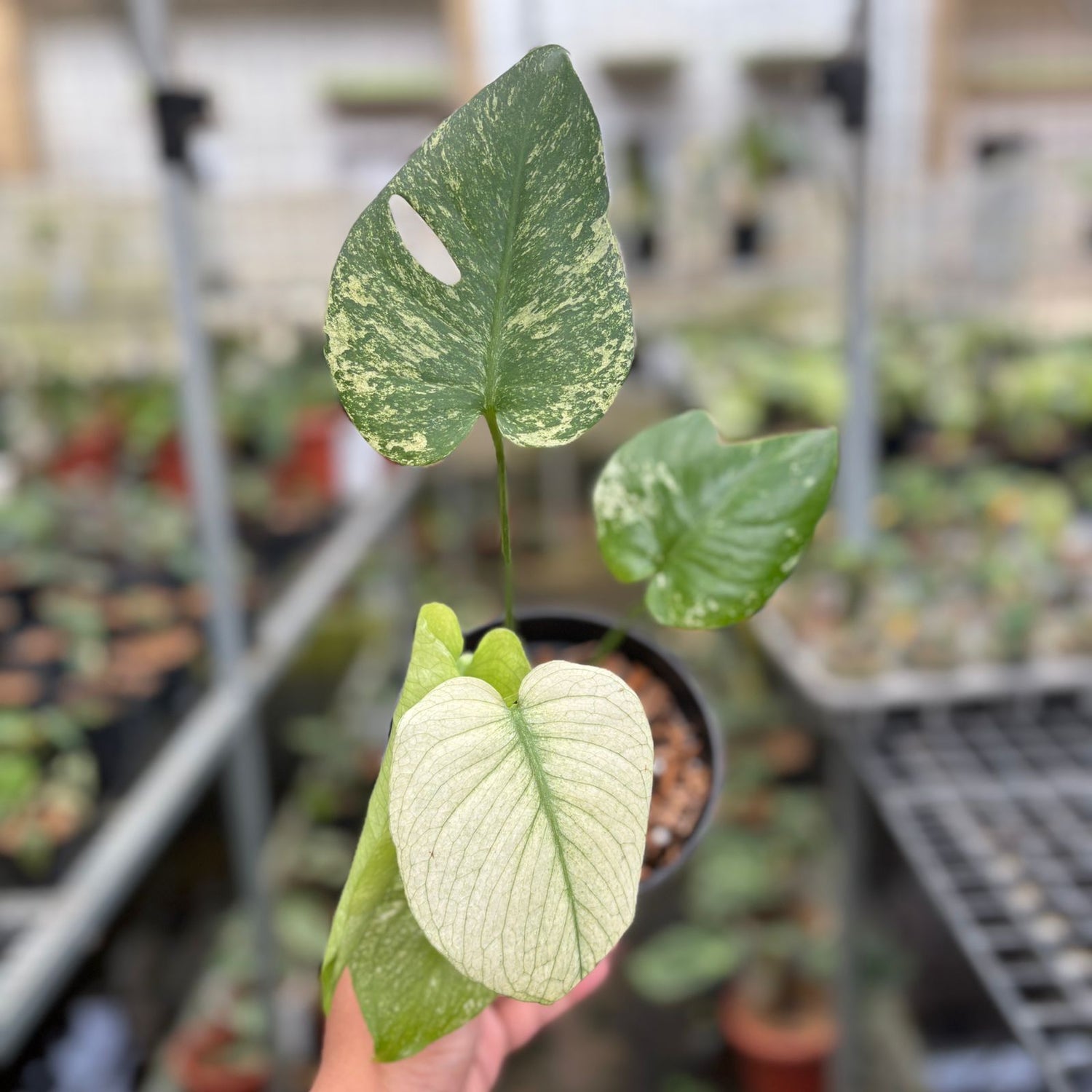 RP110-9 Monstera Silver Star