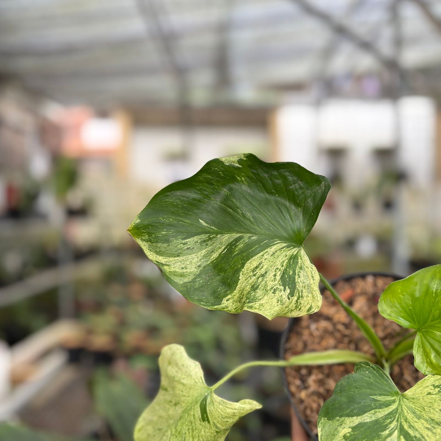 RP99-9 Homalomena Pendula Variegated