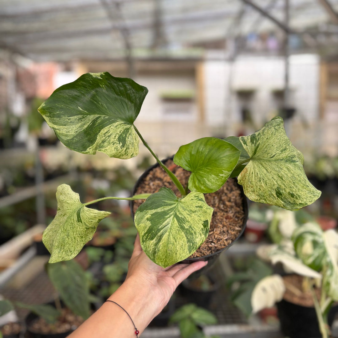 RP99-9 Homalomena Pendula Variegated