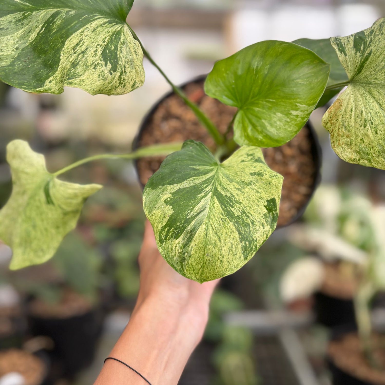 RP99-9 Homalomena Pendula Variegated
