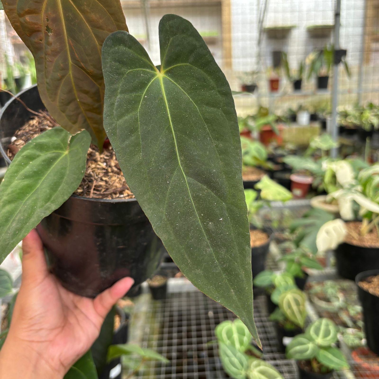 RP98-9 Anthurium Fort Sherman Seedling