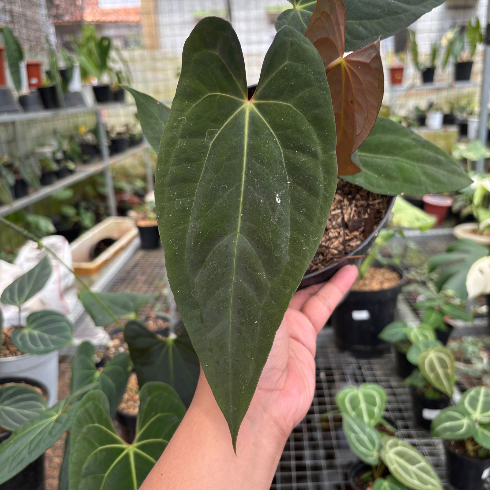 RP98-9 Anthurium Fort Sherman Seedling
