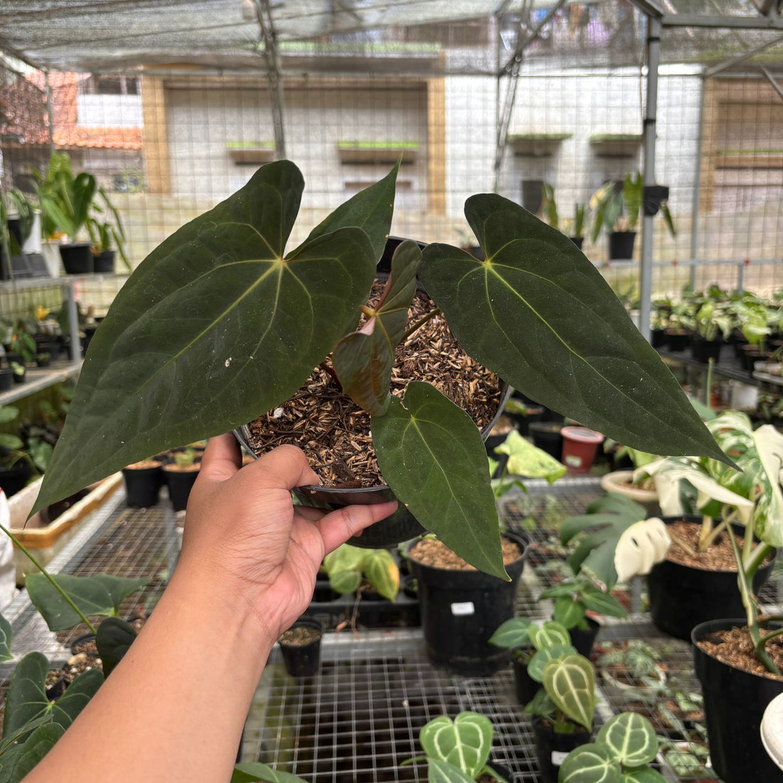 RP98-9 Anthurium Fort Sherman Seedling