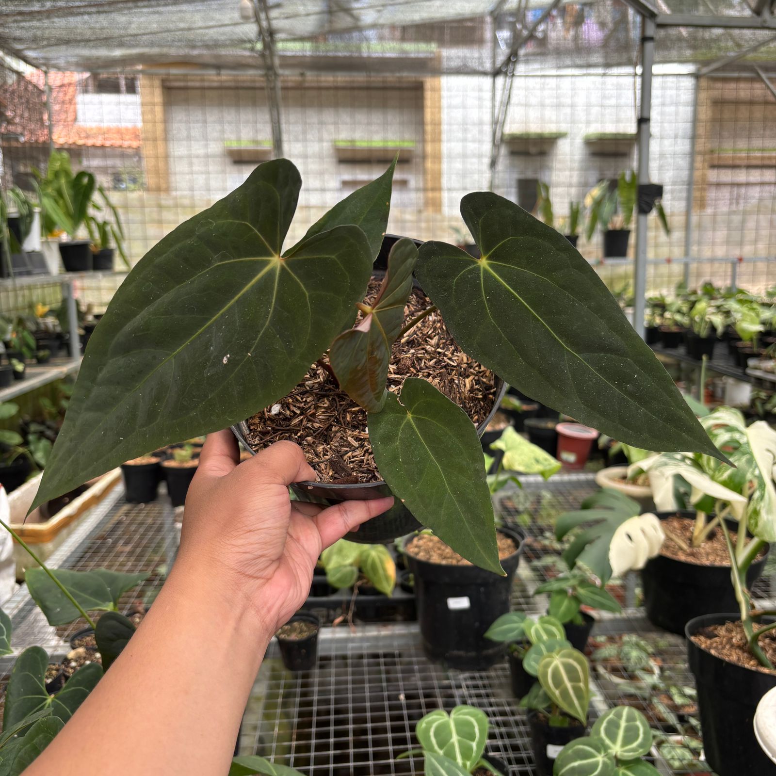 RP98-9 Anthurium Fort Sherman Seedling